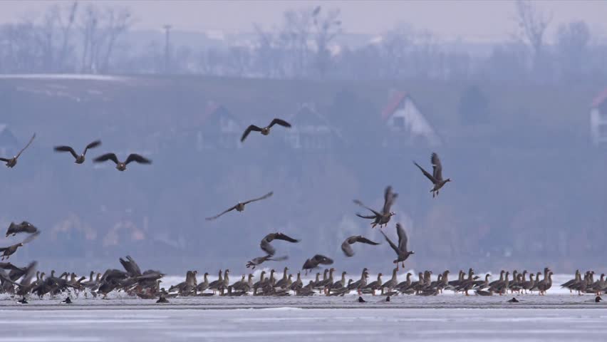 Flock of greater white-fronted geese (Anser albifrons) flying