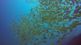Snapper fish school. Shoal of fish. Underwater video footage in Thailand
