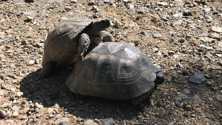 「Tortoise Mating Knocking Shell Turtles」の動画素材（ロイヤリティフリー）1008650824 ...