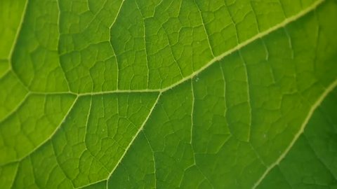 Burdock leaf macro. Arctium. HD video.