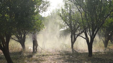 NAGPUR, MAHARASHTRA, INDIA 26 JANUARY 2018 : Unidentified Indian farmer spraying fertilizer on orange tree at orange field,  An Indian farming scene.