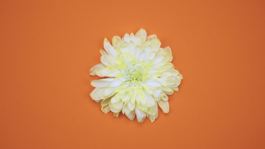 ROTATION: A flower are rotating on a orange background. Top view