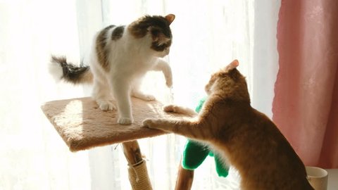 Funny cat fights at home