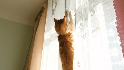 Red cat hanging on curtain and falling down