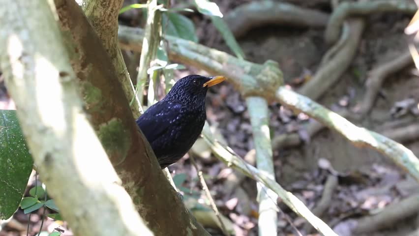 Poultry or birds (including chickens, ducks, geese, pheasants) are in the phylum Chordate class Aves is a common feature. 