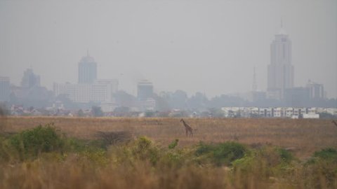 Giraffes walk across the plains of Nairobi National park, city backdrop.