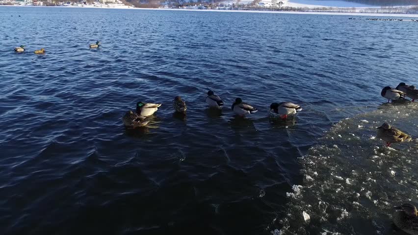 wintering ducks mallard on the lake halaktyrka Kamchatka edge