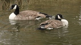 A funny clip of a stunning Canada Goose (Branta canadensis) preening, bathing splashing and turning upside down in the lake washing.
