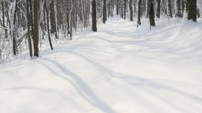 Cold morning in the beautiful forest slow-mo 1920X1080 FullHD video - Snowed alley path by winter slow motion 1080p HD footage