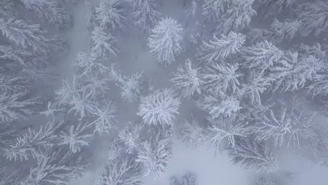 Frost Frost