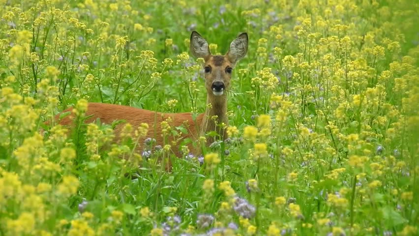 Roe deer in open nature