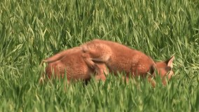 Red fox puppies (vulpes vulpes) fighting for prey - wildlife - HD stock video
