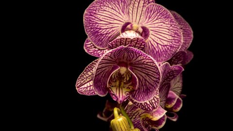 Timelapse of pink Orchid flower blooming on black background 