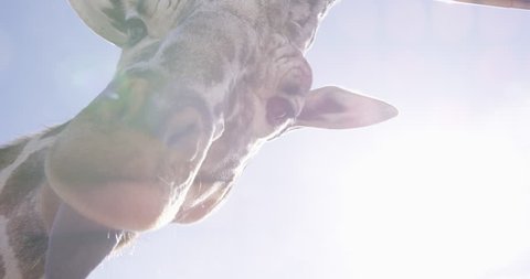 Giraffe looking directly into camera on bright sunny day - lens flare