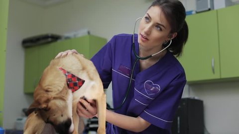 Close up veterinarian inspects dog in veterinary clinic medical business woman love man doctor animal vet pet care examining cute exam health medicine people professional treatment check nurse canine