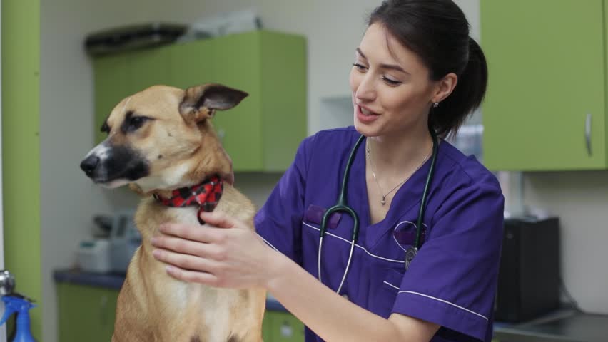 Woman veterinarian inspects the dog in veterinary clinic medical business love man doctor animal vet pet care examining cute exam health medicine people professional treatment check nurse canine | Shutterstock HD Video #1008693235