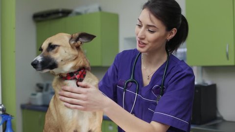 woman veterinarian inspects the dog in veterinary clinic medical business love man doctor animal vet pet care examining cute exam health medicine people professional treatment check nurse canine