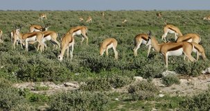 Large herd of springbok antelopes (Antidorcas marsupialis), Etosha National Park, Namibia
