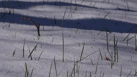 4K of snow on ground with grass coming through shadows