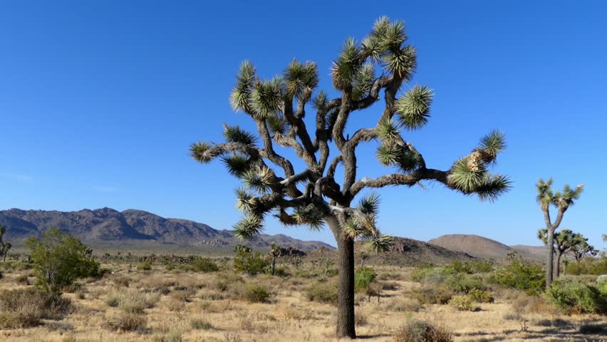 The Joshua Tree National Park in southeastern California, USA, 2017