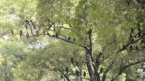 An Eagles resting in a sunny day at Nainital Zoo in New Delhi, India.