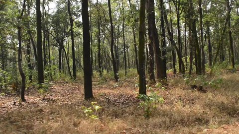 forest landscape in national park in India