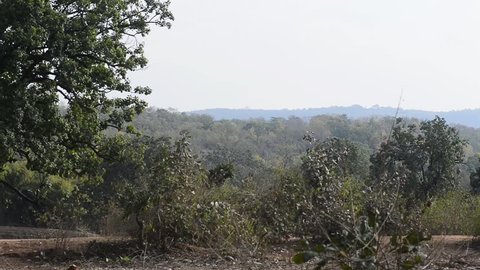 forest landscape in national park in india