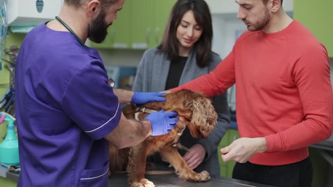 Veterinarian shaking paw of dog after procedure. Doctor giving advice on dog’s health to owners. Young people talking actively, asking questions.