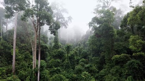 Aerial of Tropical Rainforest Dipterocarp Trees on Borneo Island, Malaysia