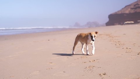 puppy walking on the sand on the beach