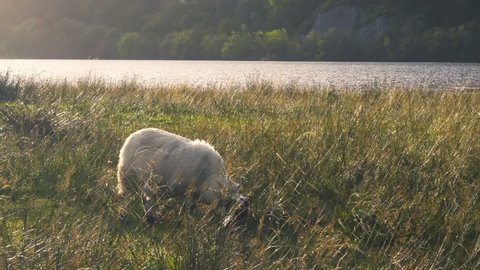 Sheep in a field near Loch Awe and Kilchurn Castle in Scotland at Sunset