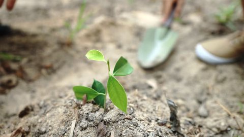 4k Little hand planting young seedling on a dry soil. Earth day concept.: film stockowy