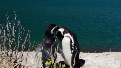 two magellanic penguins cleaning each other, valdes peninsula, patagonia, argentina