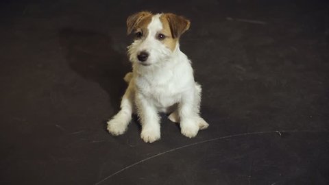 The mischievous puppy Jack Russell Terrier is rolling at floor