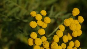 Bitter golden buttons of Tanacetum vulgare yellow flower shrub on the wind HD footage - Tansy perennial herbaceous flowering plant. Static camera