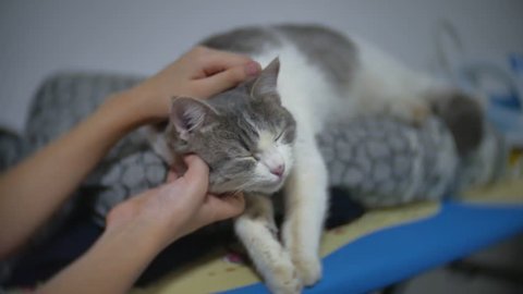 Baby Cat Laying On Back Video De Stock 100 Libre De Droit Shutterstock