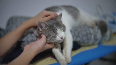 Baby Cat Laying On Back Video De Stock 100 Libre De Droit Shutterstock Baby Cat Laying On Back Video De Stock 100 Libre De Droit Shutterstock
