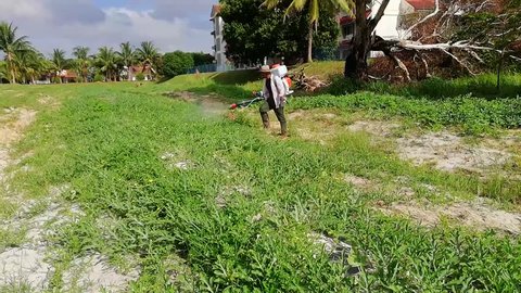 A worker do killing weeds by spraying in watermelon farm with a weed backpack tank sprayer.