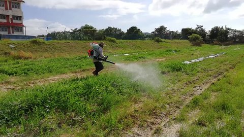 A worker do killing weeds by spraying in watermelon farm with a weed backpack tank sprayer.