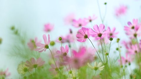 Field Cosmos Flower Stock Photo 1011699703 | Shutterstock