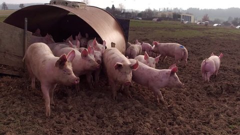 happy, pink pigs in the country