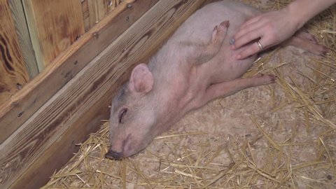 A female hand strokes a little cute little pig lying in a stable and having fun