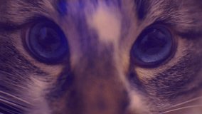beautiful blue cat eyes attentively looking into the camera.close-up.1920X1080 FullHD video