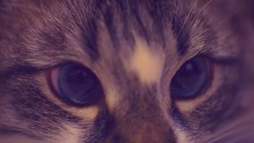beautiful blue cat eyes closeup.1920X1080 FullHD video