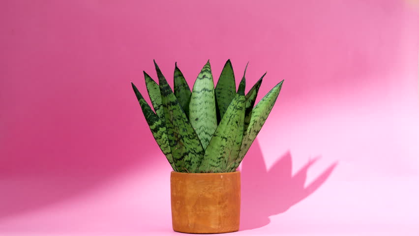 Stop motion of a rotating succulent plant on pink background  Royalty-Free Stock Footage #1008738503
