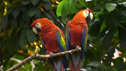 parrot couple perched on branch in jungle