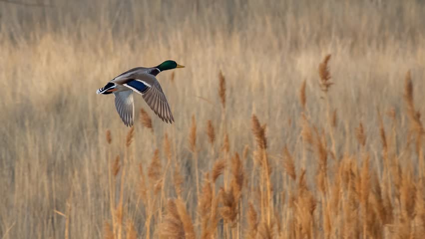 Cinemagraph of the landscape flashing by as a mallard duck flies by in a seemless and endless loop