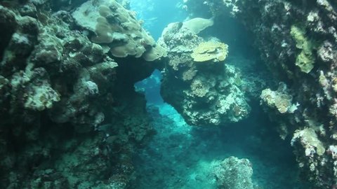 The coral reefs of Palau are riddled with submerged sink holes, grottos, and arches. While healthy reefs are continually growing they are also being eroded by many marine organisms.