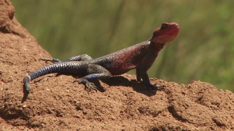 
A male Agama lizard nods and leaves the screen.