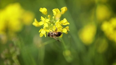 Bee collects nectar from mustard rapeseed flower slow motion.